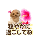 トイプーティナちゃん11ハイビスカス（個別スタンプ：10）