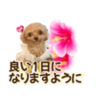 トイプーティナちゃん11ハイビスカス（個別スタンプ：11）