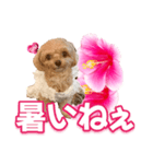トイプーティナちゃん11ハイビスカス（個別スタンプ：12）