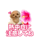 トイプーティナちゃん11ハイビスカス（個別スタンプ：13）