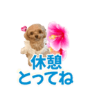 トイプーティナちゃん11ハイビスカス（個別スタンプ：14）
