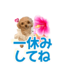 トイプーティナちゃん11ハイビスカス（個別スタンプ：15）