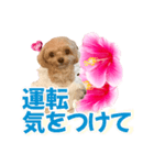トイプーティナちゃん11ハイビスカス（個別スタンプ：16）