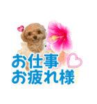 トイプーティナちゃん11ハイビスカス（個別スタンプ：17）