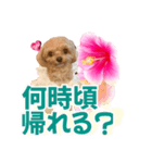 トイプーティナちゃん11ハイビスカス（個別スタンプ：18）