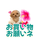 トイプーティナちゃん11ハイビスカス（個別スタンプ：19）