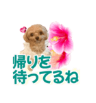 トイプーティナちゃん11ハイビスカス（個別スタンプ：20）