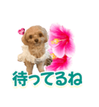 トイプーティナちゃん11ハイビスカス（個別スタンプ：21）