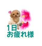 トイプーティナちゃん11ハイビスカス（個別スタンプ：22）