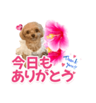 トイプーティナちゃん11ハイビスカス（個別スタンプ：23）