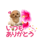 トイプーティナちゃん11ハイビスカス（個別スタンプ：24）