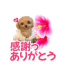 トイプーティナちゃん11ハイビスカス（個別スタンプ：25）