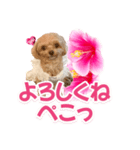 トイプーティナちゃん11ハイビスカス（個別スタンプ：26）