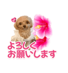 トイプーティナちゃん11ハイビスカス（個別スタンプ：27）