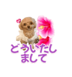 トイプーティナちゃん11ハイビスカス（個別スタンプ：29）