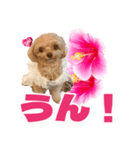 トイプーティナちゃん11ハイビスカス（個別スタンプ：30）