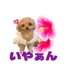 トイプーティナちゃん11ハイビスカス（個別スタンプ：33）