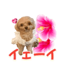 トイプーティナちゃん11ハイビスカス（個別スタンプ：34）
