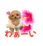 トイプーティナちゃん11ハイビスカス（個別スタンプ：35）