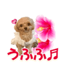 トイプーティナちゃん11ハイビスカス（個別スタンプ：36）