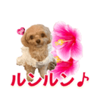 トイプーティナちゃん11ハイビスカス（個別スタンプ：37）