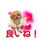 トイプーティナちゃん11ハイビスカス（個別スタンプ：38）