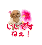 トイプーティナちゃん11ハイビスカス（個別スタンプ：39）