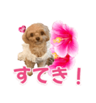 トイプーティナちゃん11ハイビスカス（個別スタンプ：40）
