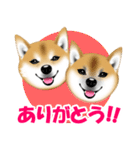 柴犬あずきなちゃんのラインスタンプだよ。（個別スタンプ：4）