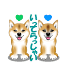 柴犬あずきなちゃんのラインスタンプだよ。（個別スタンプ：15）