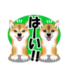 柴犬あずきなちゃんのラインスタンプだよ。（個別スタンプ：24）