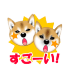 柴犬あずきなちゃんのラインスタンプだよ。（個別スタンプ：31）