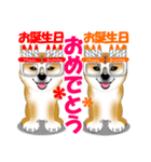 柴犬あずきなちゃんのラインスタンプだよ。（個別スタンプ：36）