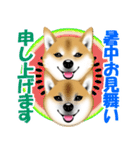 柴犬あずきなちゃんのラインスタンプだよ。（個別スタンプ：37）