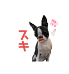 セロマニアゴンザレス（個別スタンプ：15）