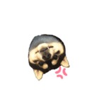 豆柴のまろくん（個別スタンプ：6）