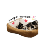 豆柴のまろくん（個別スタンプ：7）