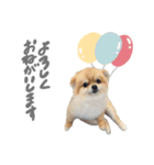 ぽんちゃんご挨拶ver.（個別スタンプ：4）