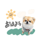 ぽんちゃんご挨拶ver.（個別スタンプ：7）