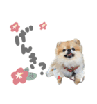 ぽんちゃんご挨拶ver.（個別スタンプ：8）