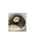 グリにゃんの日常スタンプ（個別スタンプ：1）