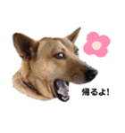 嬉々❤︎（個別スタンプ：17）