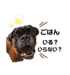 ボクサー犬 バル 2（個別スタンプ：1）