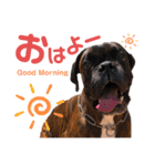 ボクサー犬 バル 2（個別スタンプ：2）