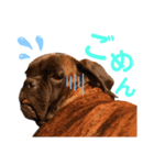 ボクサー犬 バル 2（個別スタンプ：4）