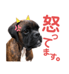 ボクサー犬 バル 2（個別スタンプ：5）