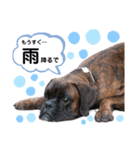 ボクサー犬 バル 2（個別スタンプ：6）