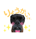 ボクサー犬 バル 2（個別スタンプ：7）