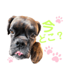 ボクサー犬 バル 2（個別スタンプ：8）