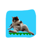 森岡家の猫達（個別スタンプ：1）